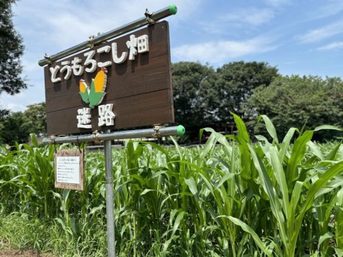 とうもろこし畑迷路